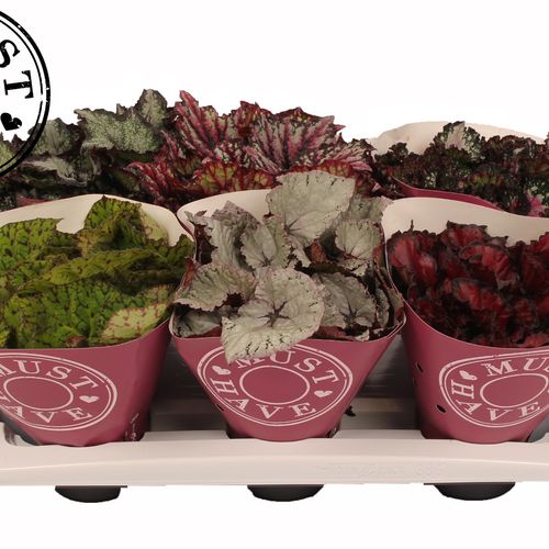 Begonia Rex mix T13 H25