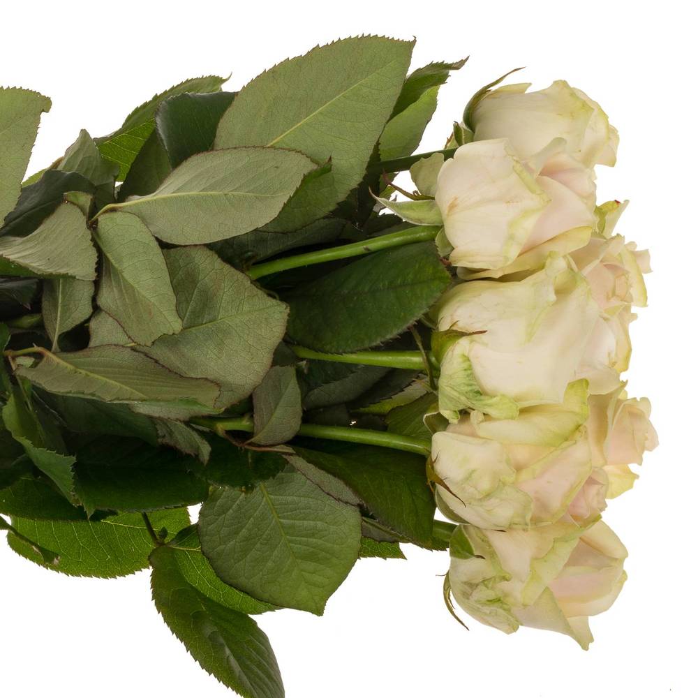 Rose creme/rosa Lovely Avalanche 60cm