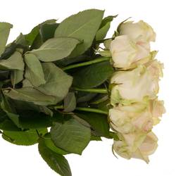 Rose creme/rosa Lovely Avalanche 60cm
