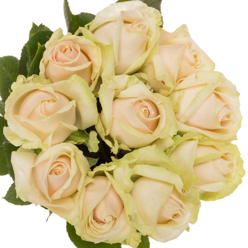 Rose creme/rosa Lovely Avalanche 60cm
