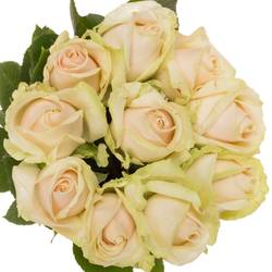 Rose creme/rosa Lovely Avalanche 60cm