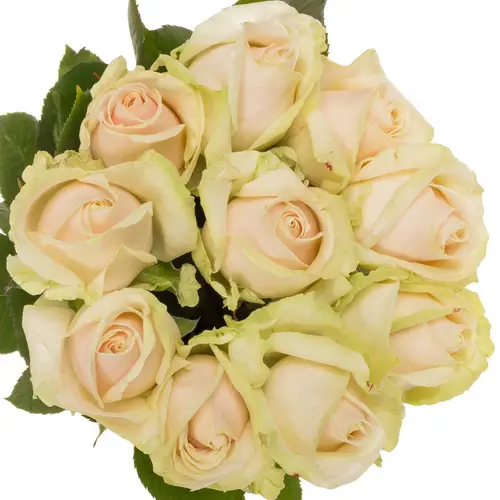 Rose creme/rosa Lovely Avalanche 60cm