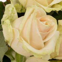 Rose creme/rosa Lovely Avalanche 60cm