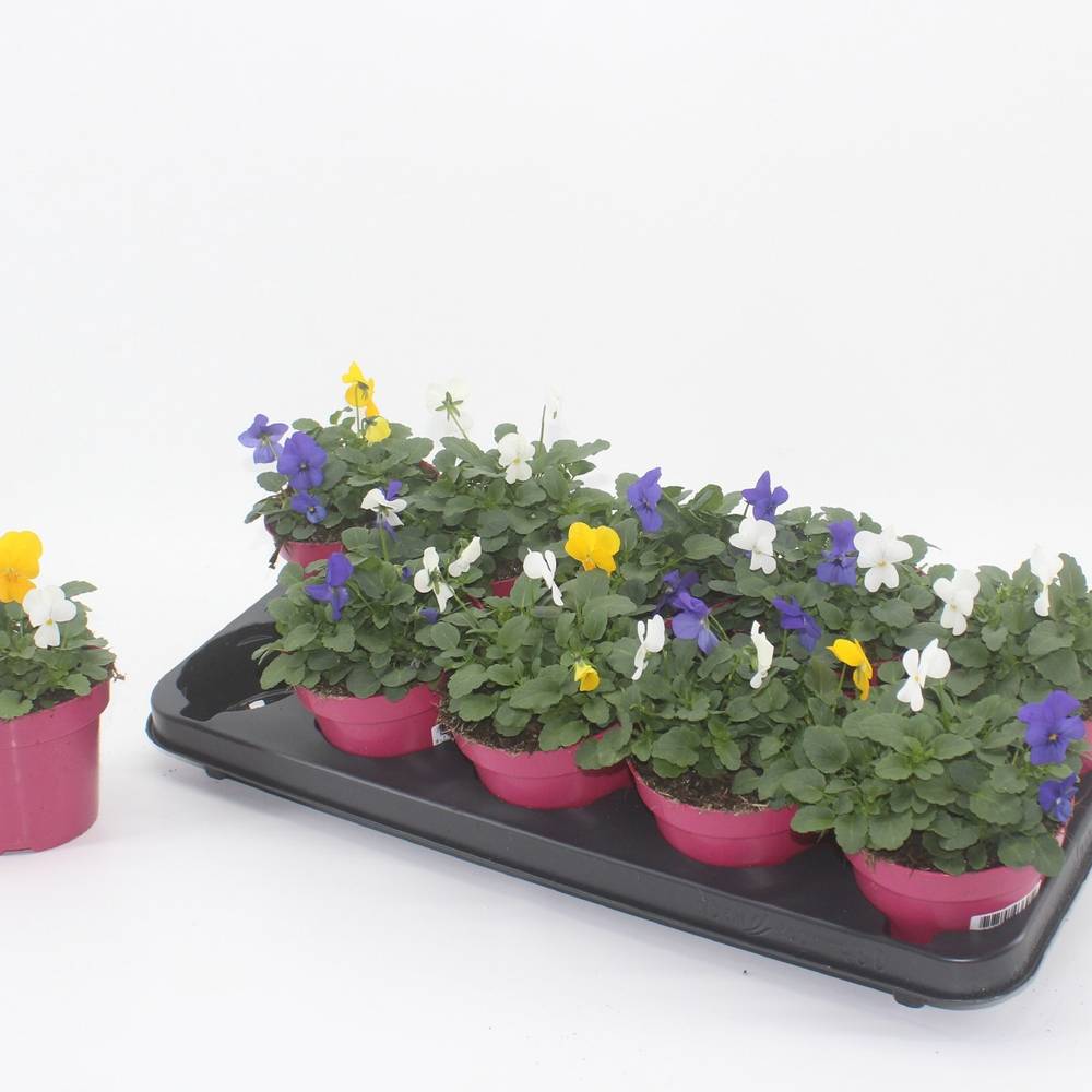 Hornveilchen mix Stockholm T12 H015