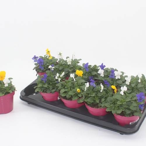 Hornveilchen mix Stockholm T12 H015