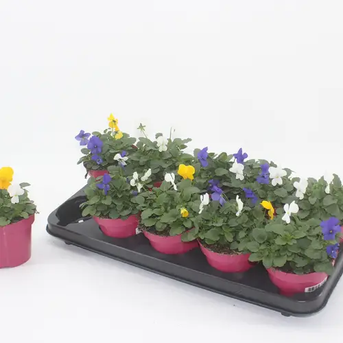 Hornveilchen mix Stockholm T12 H015