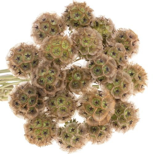 Sternkugel Stellata natur 50cm