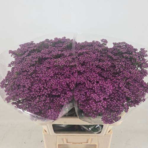 Achillea dunkel lila Deep Purple 75cm