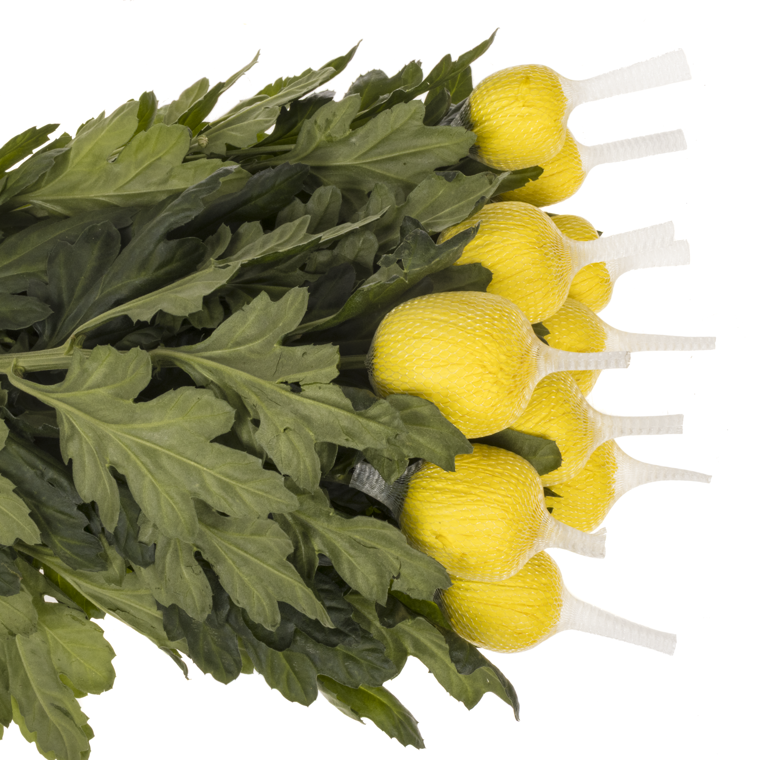 Chrys.Deko gelb Eldorado 95 Gramm 70cm