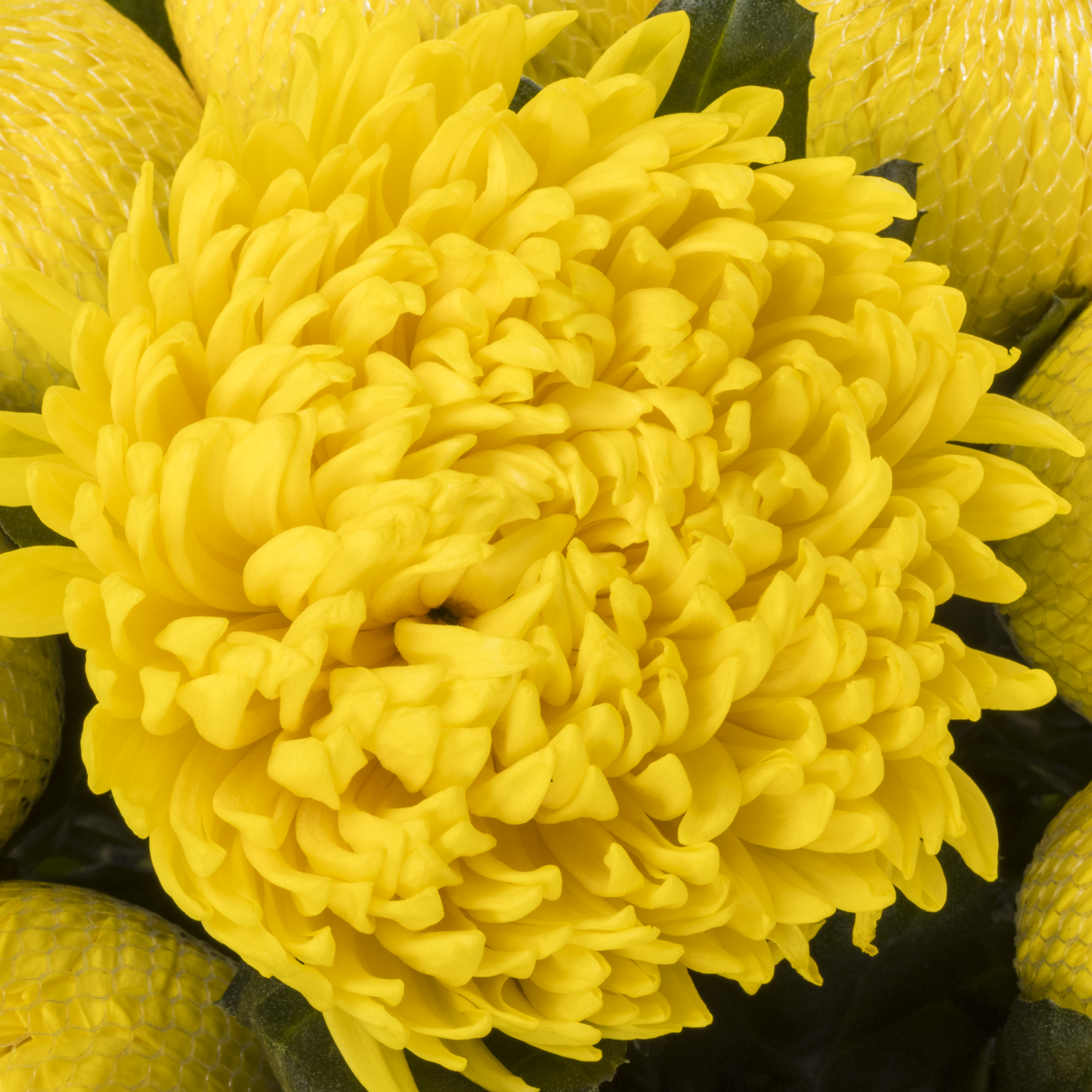 Chrys.Deko gelb Eldorado 95 Gramm 70cm