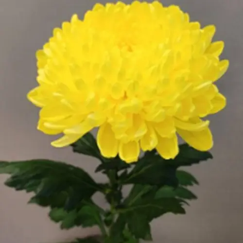 Chrys.Deko gelb Eldorado 95 Gramm 70cm