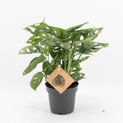 Monstera Adans Monkey Leaf T12 H30