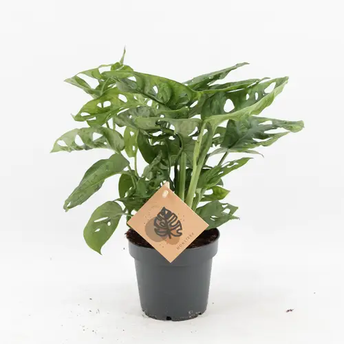 Monstera Adans Monkey Leaf T12 H30