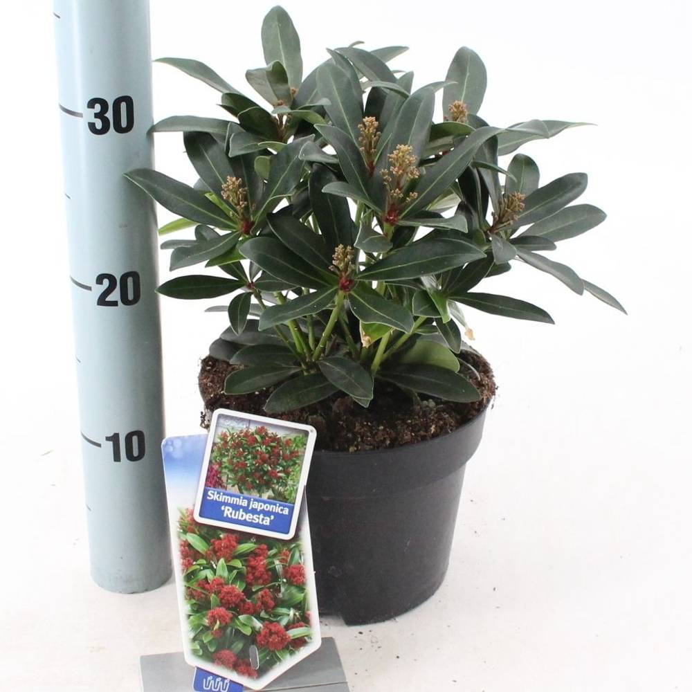 Skimmia Jap. Rubesta Moerings T17 H025