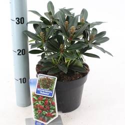 Skimmia Jap. Rubesta Moerings T17 H025