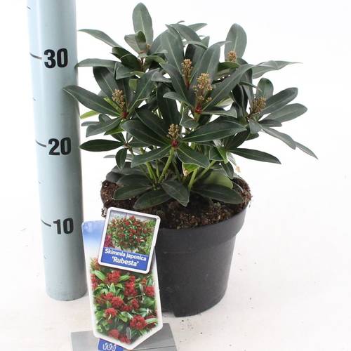 Skimmia Jap. Rubesta Moerings T17 H025