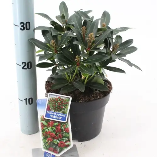 Skimmia Jap. Rubesta Moerings T17 H025