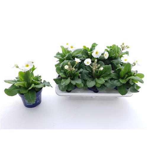 Primula Veris weiss Stella T12 H025