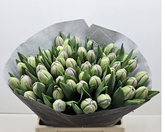 Tulpe lila doppel Surprise show 30 Gramm