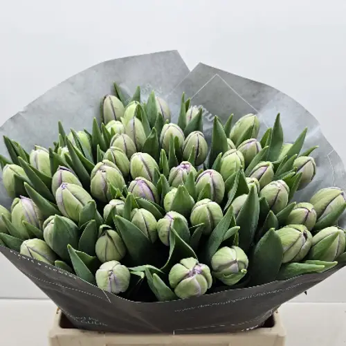 Tulpe lila doppel Surprise show 30 Gramm