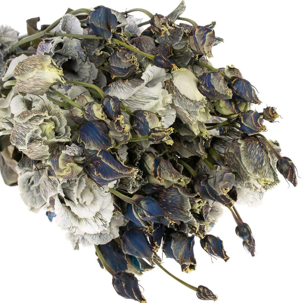 Lisianthus weiss Smokey gefärbt 5+Blüte 70cm