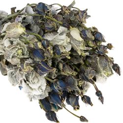 Lisianthus weiss Smokey gefärbt 5+Blüte 70cm