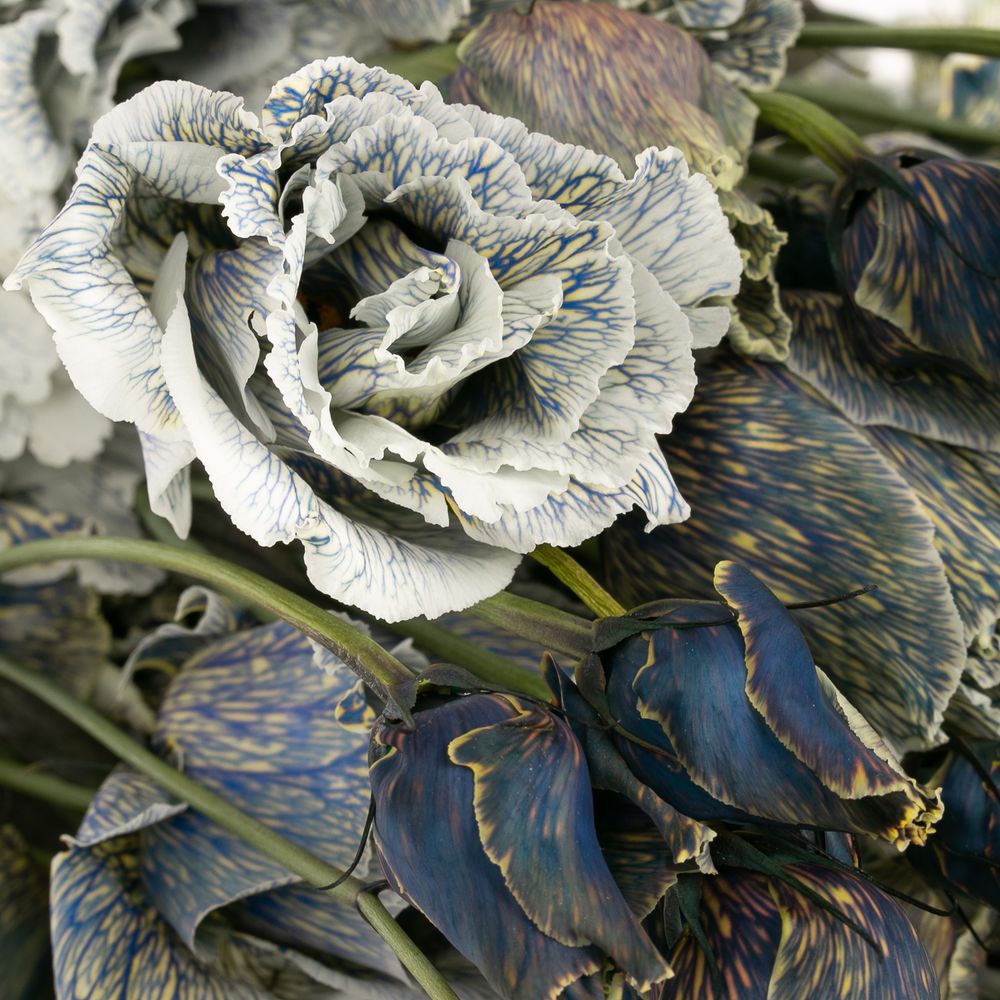 Lisianthus weiss Smokey gefärbt 5+Blüte 70cm
