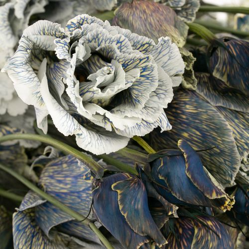 Lisianthus weiss Smokey gefärbt 5+Blüte 70cm