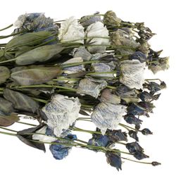 Lisianthus weiss Smokey gefärbt 5+Blüte 70cm