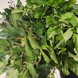 Hedera schwarz/dunkel grün Blatt IT 300 Gramm 65cm