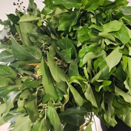 Hedera schwarz/dunkel grün Blatt IT 300 Gramm 65cm