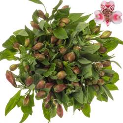 Alstroemerie rosa Panorama 75 Gramm 75cm