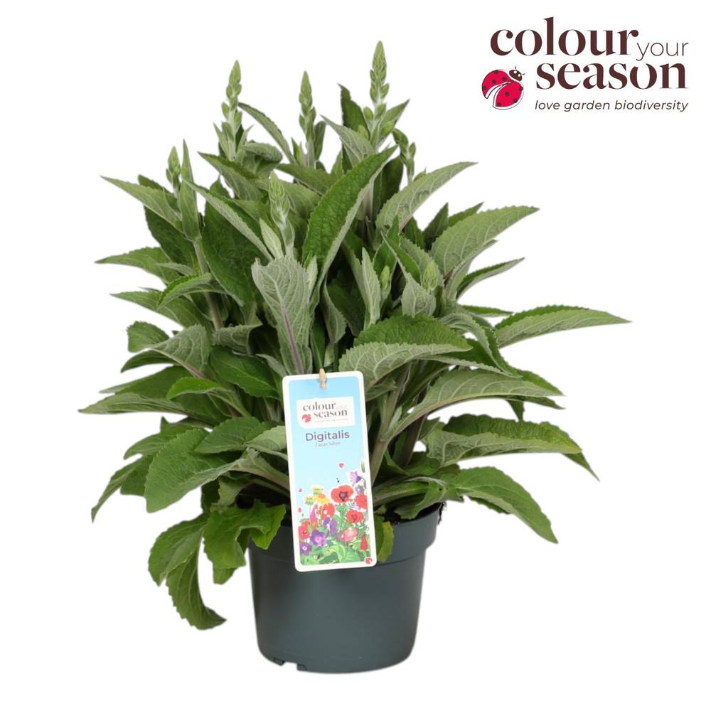 Digitalis rosa Lucas Silver Leaves T19 H060
