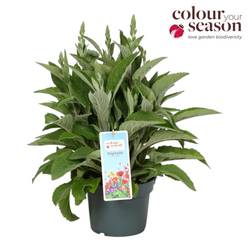 Digitalis rosa Lucas Silver Leaves T19 H060