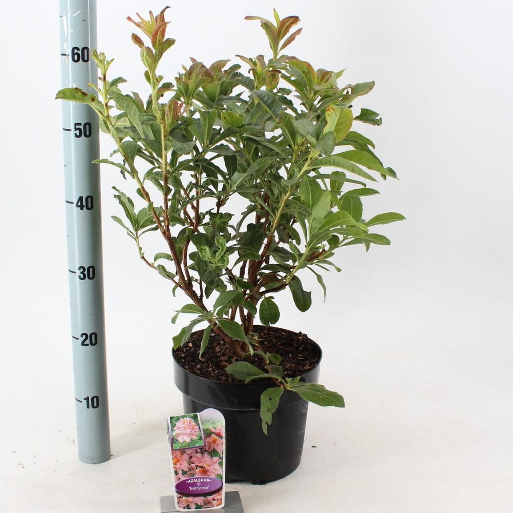 Rhodo.Ak Berry rosa T23 H60