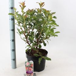Rhodo.Ak Berry rosa T23 H60