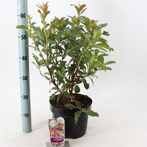 Rhodo.Ak Berry rosa T23 H60
