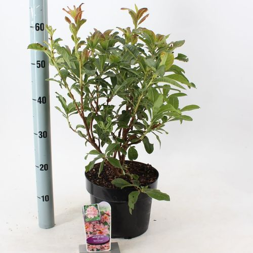 Rhodo.Ak Berry rosa T23 H60