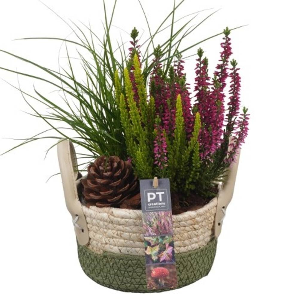 Garten.Arr PTHO4170 Herbst T17 H033