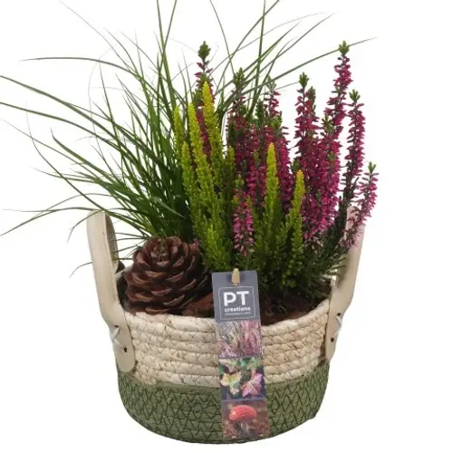 Garten.Arr PTHO4170 Herbst T17 H033
