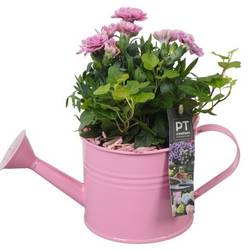 Garten.Arr PTPP6910 T12 H022