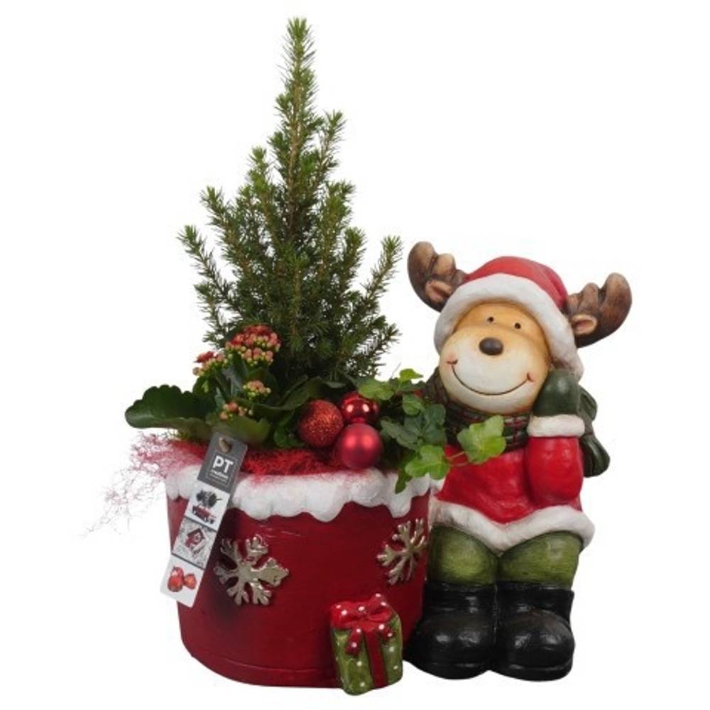Picea.Arr PTCHR7297 Weihnachten T33 H046