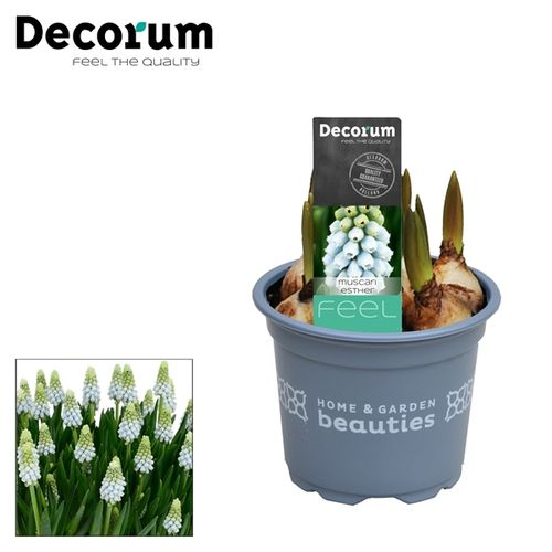 Muscari Esther T09 H15