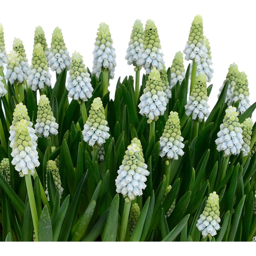 Muscari Esther T09 H15