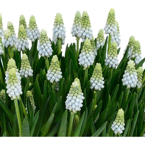 Muscari Esther T09 H15