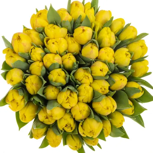 Tulpe gelb doppel Redemption 30 Gramm