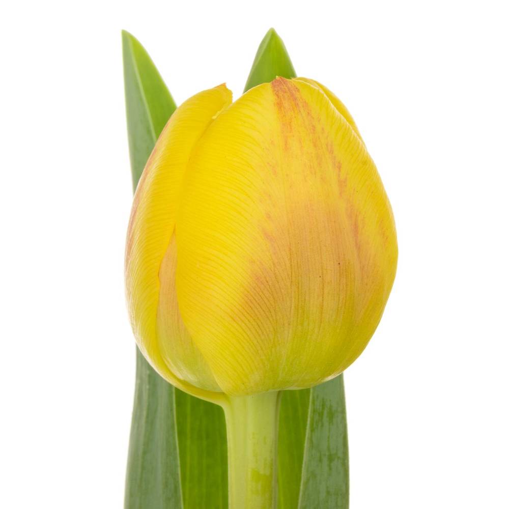 Tulpe gelb doppel Redemption 30 Gramm