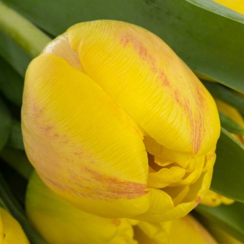 Tulpe gelb doppel Redemption 30 Gramm