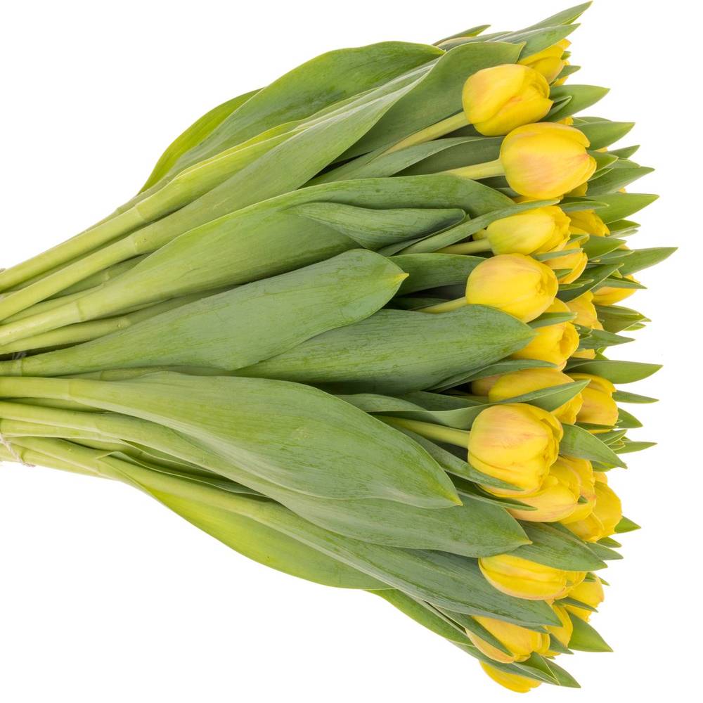 Tulpe gelb doppel Redemption 30 Gramm