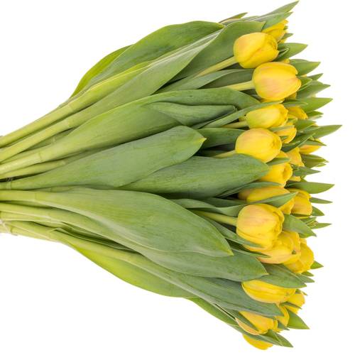 Tulpe gelb doppel Redemption 30 Gramm